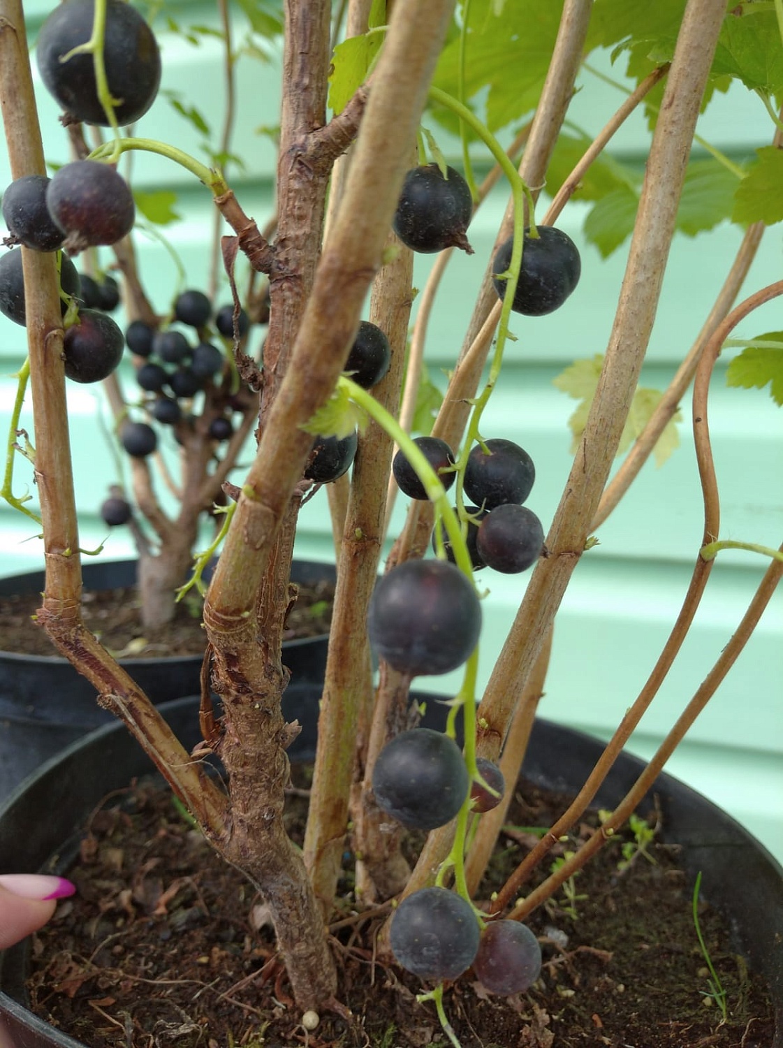 АКЦИЯ: Двухлетние саженцы смородины от 75₽