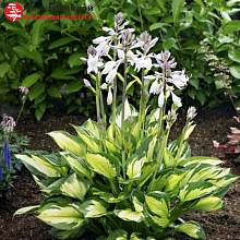 Основное изображение товара