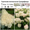 Гортензия метельчатая (Hydrangea paniculata) Грандифлора   С2 СП/25