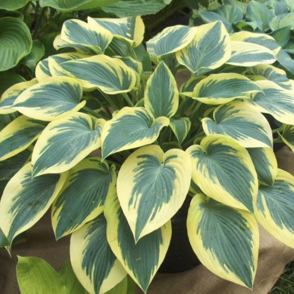 Основное изображение товара