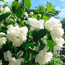 Основное изображение товара