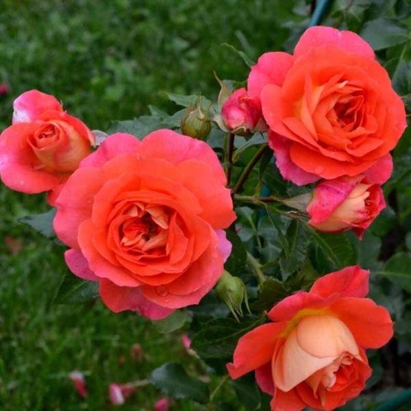 Основное изображение товара