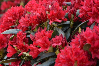 Рододендрон Рододендрон