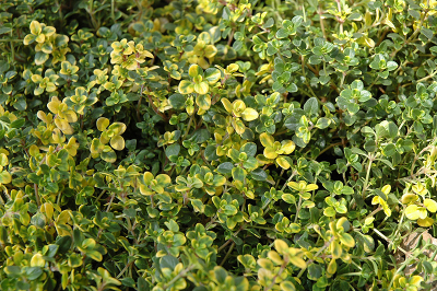 Тимьян лимоннопахнущий Тимьян лимоннопахнущий